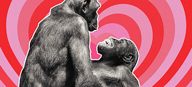 Two-monkey-in-front-of-pink-and-red-hearts