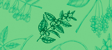 A branch of dark green Ashwagandha leaves sits against a lighter green background with more Ashwagandha branches.