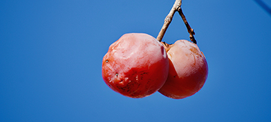 Two slightly shriveled, red fruits, hang side by side from a branch with the blue sky behind,