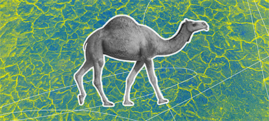 A grey camel is walking against a blue and green patterned background.