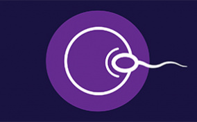 A solid purple circle has an egg and sperm drawn on top in white. 